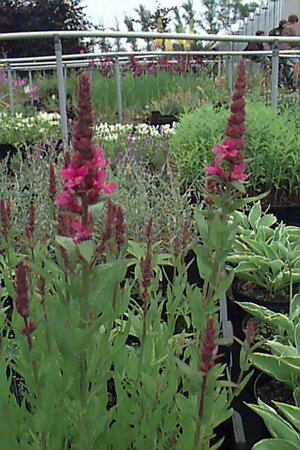 Lythrum salicaria 'Robert' P9 BIO - afbeelding 1
