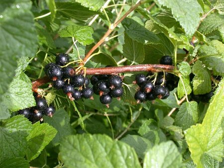Ribes nigrum 'Titania' C2 BIO - afbeelding 1