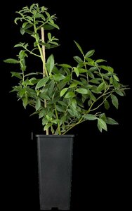 Vaccinium corymbosum 'Pink Lemonade' C2 BIO