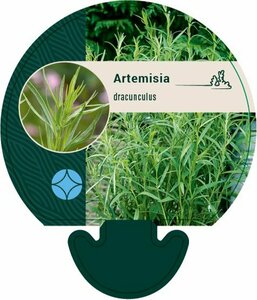 Artemisia dracunculus P9 - afbeelding 2