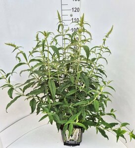 Buddleja davidii 'White Profusion' C3 - afbeelding 4