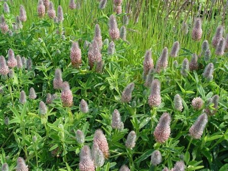 Trifolium rubens 'Peach Pink' P9