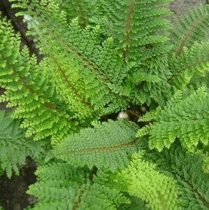 Polystichum setiferum 'Herrenhausen' C3 - afbeelding 6
