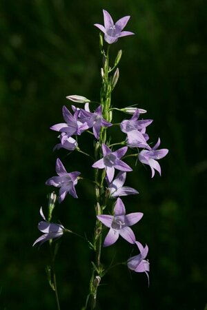 Campanula rapunculus P9 - afbeelding 1