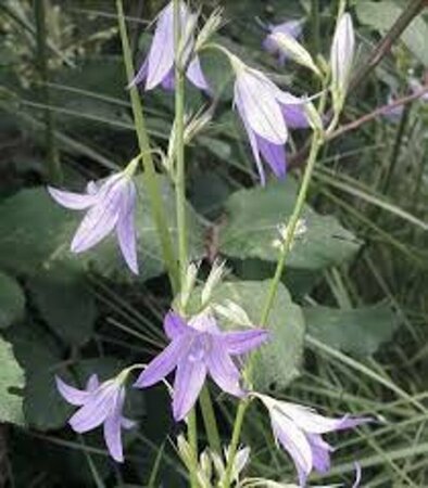 Campanula rapunculus P9 - afbeelding 2