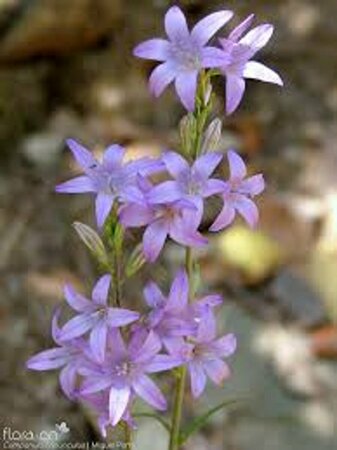 Campanula rapunculus P9 - afbeelding 3