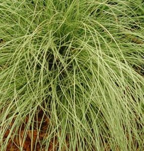 Carex comans 'Amazon Mist' P9 - afbeelding 1