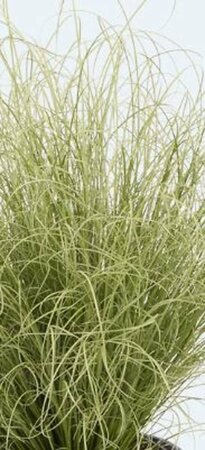 Carex comans 'Amazon Mist' P9 - afbeelding 2