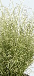 Carex comans 'Amazon Mist' P9 - afbeelding 2