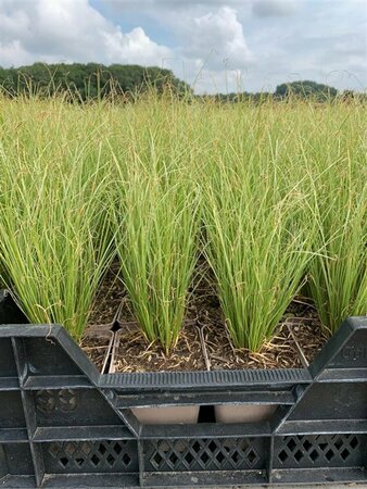 Carex comans 'Amazon Mist' P9 - afbeelding 3