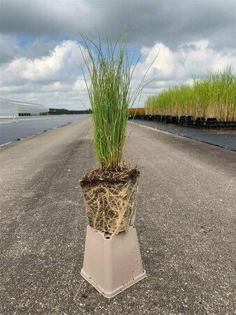 Carex comans 'Amazon Mist' P9 - afbeelding 4
