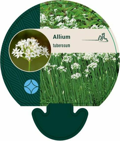 Allium tuberosum P13 BIO - afbeelding 3