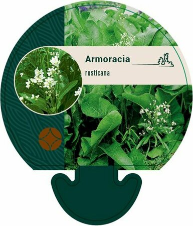 Armoracia rusticana P13 BIO - afbeelding 1