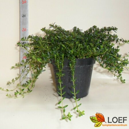 Satureja montana P13 BIO - afbeelding 3