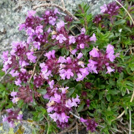 Thymus pulegioides P13 BIO