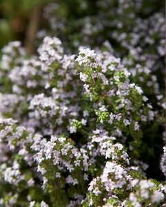 Thymus vulgaris P13 BIO - afbeelding 2