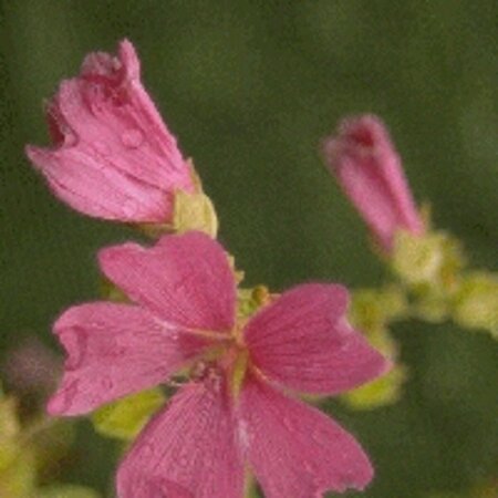 Lavatera 'Burgundy Wine' P9 - afbeelding 2