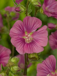 Lavatera 'Burgundy Wine' P9 - afbeelding 3