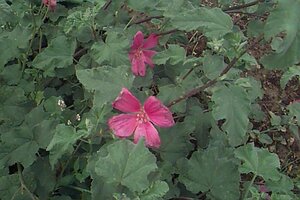 Lavatera 'Burgundy Wine' P9 - afbeelding 1