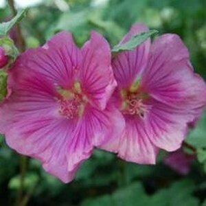 Lavatera 'Burgundy Wine' P9 - afbeelding 4