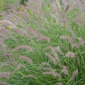 Pennisetum orientale P9 - afbeelding 3