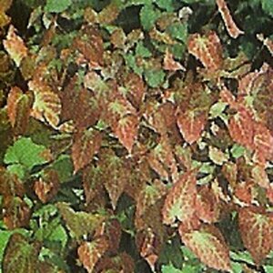 Epimedium rubrum C2 - afbeelding 4