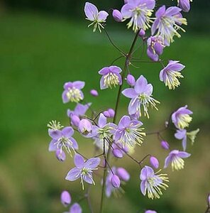 Thalictrum delavayi P11 - afbeelding 2