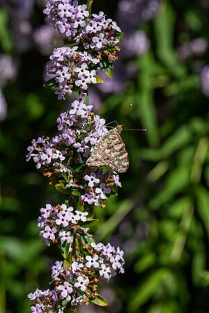 Buddleja alternifolia C3 - afbeelding 2