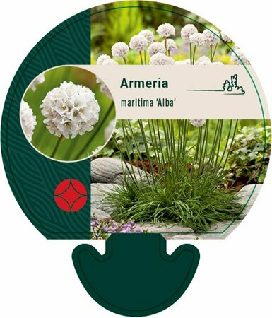 Armeria maritima 'Alba' P9 BIO - afbeelding 3