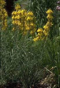 Asphodeline lutea P9 BIO - afbeelding 2