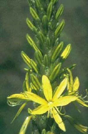 Asphodeline lutea P9 BIO - afbeelding 3