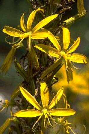 Asphodeline lutea P9 BIO - afbeelding 4
