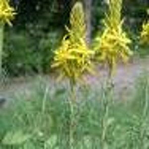 Asphodeline lutea P9 BIO - afbeelding 7