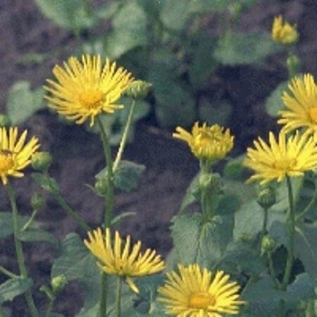 Doronicum orientale P9 BIO - afbeelding 6