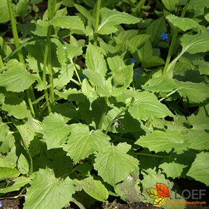 Doronicum orientale P9 BIO - afbeelding 1