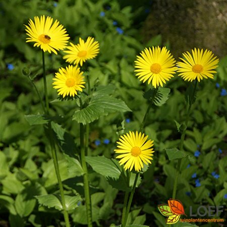 Doronicum orientale P9 BIO - afbeelding 2