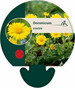 Doronicum orientale P9 BIO - afbeelding 5