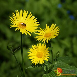 Doronicum orientale P9 BIO - afbeelding 3