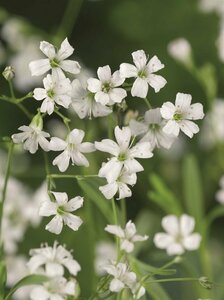 Gypsophila repens 'Alba' P9 BIO - afbeelding 1