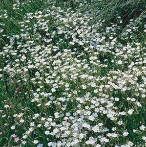 Gypsophila repens 'Alba' P9 BIO - afbeelding 4