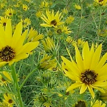 Helianthus salicifolius P9 BIO - afbeelding 3