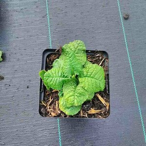 Primula elatior P9 BIO - afbeelding 2