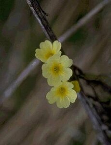 Primula elatior P9 BIO - afbeelding 1