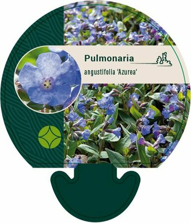 Pulmonaria ang. 'Azurea' P9 BIO - afbeelding 1