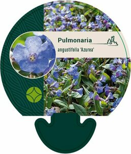 Pulmonaria ang. 'Azurea' P9 BIO - afbeelding 1