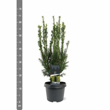 Taxus media 'Hillii' 40/50 C. - afbeelding 9