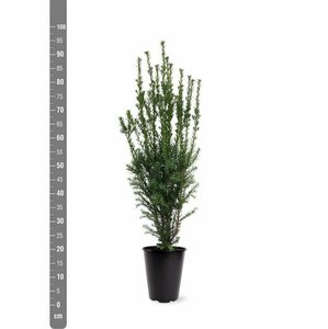 Taxus media 'Hillii' 40/50 C. - afbeelding 3