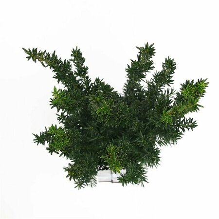 Taxus media 'Hillii' 40/50 C. - afbeelding 2