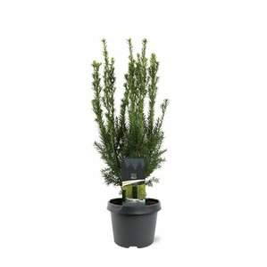 Taxus media 'Hillii' 40/50 C. - afbeelding 2