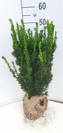 Taxus media 'Hillii' 40/50 C. - afbeelding 6
